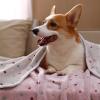 image1 Pack 3 Blankets Super Soft Cute Dot Pattern Pet Blanket Flannel Throw for Dog Puppy Cat BeigeBrownPink SmallBrown2