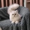 image1 Pack 3 Calming Blankets Fluffy Premium Fleece Pet Blanket Soft Sherpa Throw for Dog Puppy Cat Beige Small 23quot x16Grey