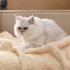 imageLuciphia Premium Fleece Pet Blanket for Small Medium Dogs Puppy Soft Sherpa Calming Cat Throw BlanketsPink57x40 inchesBeige