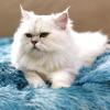 imageLuciphia Round Dog Cat Bed Donut Cuddler Faux Fur Plush Pet Cushion for Large Medium Small Dogs SelfWarming and Cozy for Improved Sleep Dark Grey Medium23quotx23quotGradient Blue