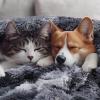 imageLuciphia Large Waterproof Dog Blanket Pet Washable Liquid Proof Furniture Protector Extra Large Calming Long Faux Fur Bed Cover for Couch Cat Blankets Reversible Protection Mist Grey 60quot x 80quotTiedye Grey