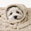 imageLuciphia Small Dog Blanket Washable Pet Bed Cover Soft Fluffy Puppy Blanket with Premium Fleece 300GSM Cozy Calming Cat Blankets for Indoor Cats Pink 30x20 inchBeige