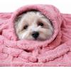 imageLuciphia Small Dog Blanket Washable Pet Bed Cover Soft Fluffy Puppy Blanket with Premium Fleece 300GSM Cozy Calming Cat Blankets for Indoor Cats Pink 30x20 inchPink