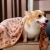 image:imageLuciphia 1 Pack 3 Pet Blankets Paw Small  1 Pack 6 Pet Blankets Paw Small Bundle