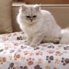 image:imageLuciphia 1 Pack 3 Pet Blankets Paw Small  1 Pack 6 Pet Blankets Paw Small Bundle