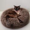 image:imageLuciphia Round Dog Cat Bed Donut Cuddler Faux Fur Plush Pet Cushion for Large Medium Small Dogs SelfWarming and Cozy for Improved Sleep Coffee Medium23x23Coffee
